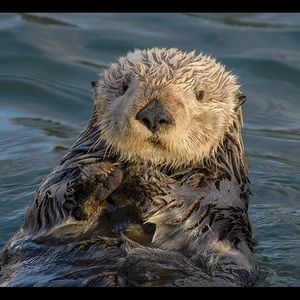 Meet your Posher, Amaya